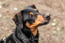 ANNY, Hund, Zwergpinscher-Mix in Gyhum