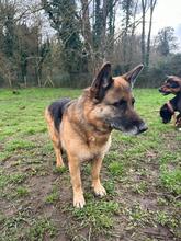 REGINA, Hund, Deutscher Schäferhund in Italien