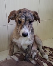 LAFEE, Hund, Mischlingshund in Rumänien