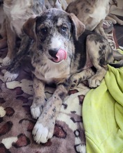 BALU, Hund, Mischlingshund in Rumänien