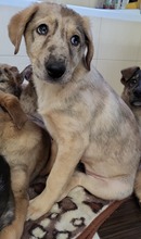 GRACE, Hund, Mischlingshund in Rumänien