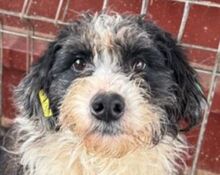 OLE, Hund, Mischlingshund in Rumänien