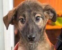 TERESA, Hund, Mischlingshund in Rumänien