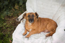 MAIKA, Hund, Mischlingshund in Kroatien