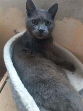 KAREN, Katze, Russisch Blau in Bulgarien