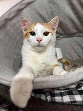 MAXI, Katze, Europäisch Kurzhaar in Bulgarien