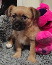 CANDY, Hund, Mischlingshund in Kroatien