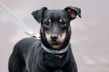 THEODOR, Hund, Mischlingshund in Trostberg