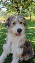 YORIN, Hund, Mischlingshund in Marsberg