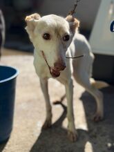 TACHA, Hund, Podenco in Spanien