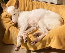 TACHA, Hund, Podenco in Hamburg