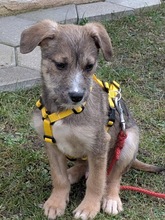 BOOGIE, Hund, Mischlingshund in Illschwang