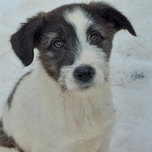 VENIA, Hund, Mischlingshund in Gößweinstein