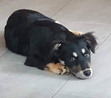 HERA, Hund, Mischlingshund in Berg