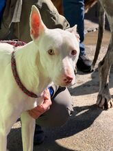 MONCHO, Hund, Podenco in Spanien