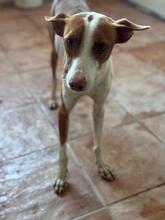 SIMON, Hund, Podenco in Spanien