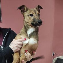 JYN, Hund, mischling in Spanien