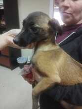 LEIA, Hund, mischling in Spanien