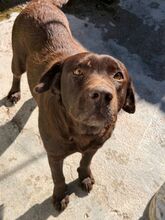 MIKA, Hund, Labrador in Spanien
