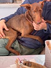 TONY, Hund, Podenco in Spanien