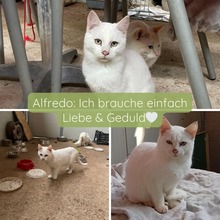 ALFREDO, Katze, Europäisch Kurzhaar in Italien
