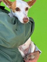 VOLADOR, Hund, Podenco in Spanien