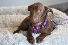 MALINA, Hund, Mischlingshund in Hagen