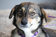 TANIA, Hund, Mischlingshund in Hagen