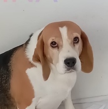 SABINA, Hund, Beagle in Nürnberg