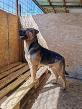 BUD, Hund, Mischlingshund in Rumänien