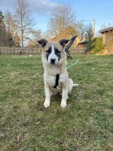 LABA, Hund, Mischlingshund in Ronnenberg