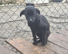 NEDA, Hund, Mischlingshund in Bulgarien