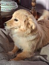 ARIANNA, Hund, Mischlingshund in Italien