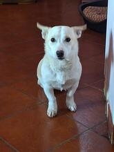 ATLAS, Hund, Mischlingshund in Italien