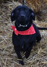 HEDDA, Hund, Dackel-Mix in Ungarn