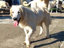 PIPPA, Hund, Mischlingshund in Griechenland