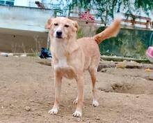 HEDI, Hund, Mischlingshund in Griechenland