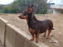 LARA, Hund, Mischlingshund in Griechenland