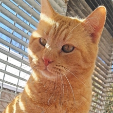 GARFIELD, Katze, Europäisch Kurzhaar in Spanien