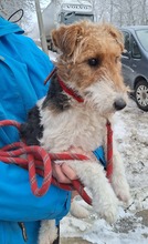 ALI, Hund, Mischlingshund in Ungarn