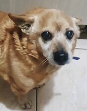 TOTO, Hund, Mischlingshund in Rumänien