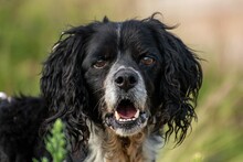 DINA, Hund, Mischlingshund in München