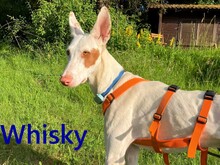 WHISKY, Hund, Podenco Ibicenco in Grafenau
