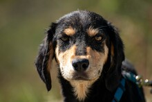 FRANZL, Hund, Mischlingshund in Kirchseeon