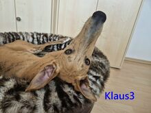 KLAUS3, Hund, Galgo Español in Roding
