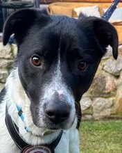 ZENO, Hund, Mischlingshund in Stutensee