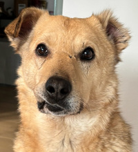 TJARK, Hund, Mischling in München