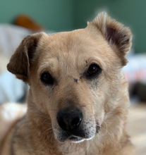 TJARK, Hund, Mischlingshund in München