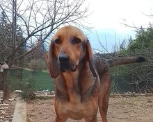 GOOFY, Hund, Mischlingshund in Griechenland