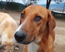 IRA, Hund, Mischlingshund in Griechenland